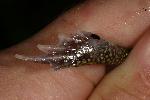 Photo of Neobatrachus sudellae (meeowing frog) - Hines, H.,H.B. Hines DES,2008