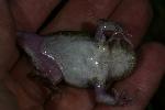 Photo of Neobatrachus sudellae (meeowing frog) - Hines, H.,H.B. Hines DES,2008