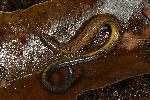 Photo of Ophioscincus truncatus (short-limbed snake-skink) - Hines, H.,H.B. Hines DES,2008