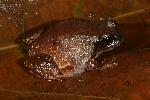 Photo of Philoria loveridgei (masked mountainfrog) - Hines, H.,H.B. Hines DES,2008