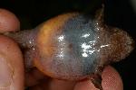 Photo of Philoria loveridgei (masked mountainfrog) - Hines, H.,H.B. Hines DES,2008