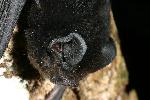 Photo of Chalinolobus dwyeri (large-eared pied bat) - Hines, H.,H.B. Hines DES,2010