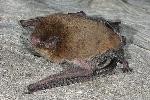 Photo of Chalinolobus morio (chocolate wattled bat) - Hines, H.,H.B. Hines DES,2009