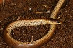 Photo of Coeranoscincus reticulatus (three-toed snake-tooth skink) - Hines, H.,H.B. Hines DES,2009