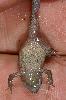 Photo of Crinia parinsignifera (beeping froglet) - Hines, H.,H.B. Hines,2007