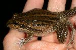 Photo of Cyclorana alboguttata (greenstripe frog) - Hines, H.,H.B. Hines DES,2008