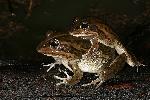 Photo of Cyclorana alboguttata (greenstripe frog) - Hines, H.,H.B. Hines DES,2008