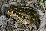 Photo of Cyclorana alboguttata (greenstripe frog) - Hines, H.,H.B. Hines DES,2005