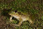 Photo of Cyclorana alboguttata (greenstripe frog) - Hines, H.,H.B. Hines DES,2009