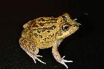 Photo of Cyclorana brevipes (superb collared frog) - Hines, H.,H.B. Hines DES,2008