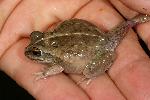 Photo of Cyclorana cultripes (grassland collared frog) - Hines, H.,H.B. Hines DES,2008