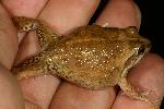 Photo of Cyclorana cultripes (grassland collared frog) - Hines, H.,H.B. Hines DES,2007