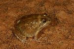 Photo of Cyclorana cultripes (grassland collared frog) - Hines, H.,H.B. Hines DES,2007