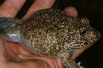 Photo of Cyclorana novaehollandiae (eastern snapping frog) - Hines, H.,H.B. Hines DES,2009