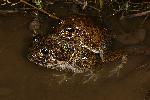 Photo of Cyclorana novaehollandiae (eastern snapping frog) - Hines, H.,H.B. Hines DES,2008