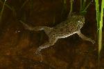 Photo of Cyclorana platycephala (water holding frog) - Hines, H.,H.B. Hines DES,2005