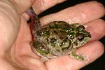 Photo of Cyclorana verrucosa (rough collared frog) - Hines, H.,H.B. Hines DES,2008