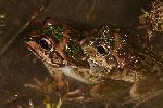 Photo of Cyclorana verrucosa (rough collared frog) - Hines, H.,H.B. Hines DES,2008