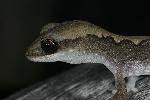 Photo of Diplodactylus vittatus (wood gecko) - Hines, H.,H.B. Hines,2007