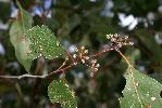 Photo of Eucalyptus infera (Durikai mallee) - Hines, H.,H.B. Hines DES,2008