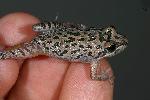Photo of Limnodynastes tasmaniensis (spotted grassfrog) - Hines, H.,H.B. Hines DES,2009