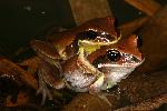 Photo of Litoria brevipalmata (green thighed frog) - Hines, H.,H.B. Hines DES,2007