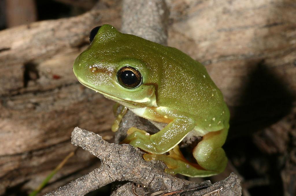 Species profile—Litoria caerulea (common green treefrog), Environment,  land and water