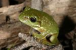 Photo of Litoria caerulea (common green treefrog) - Hines, H.,H.B. Hines DES,2005