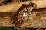 Photo of Litoria balatus (slender bleating tree frog) - Hines, H.,H.B. Hines DES,2007