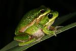 Photo of Litoria fallax (eastern sedgefrog) - Hines, H.,H.B. Hines DES,2007