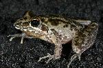 Photo of Litoria freycineti (wallum rocketfrog) - Hines, H.,H.B. Hines DES,2007