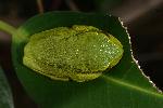 Photo of Litoria gracilenta (graceful treefrog) - Hines, H.,H.B. Hines DES,2010