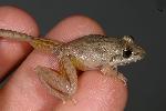 Photo of Litoria inermis (bumpy rocketfrog) - Hines, H.,H.B. Hines DES,2009