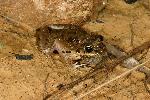 Photo of Litoria inermis (bumpy rocketfrog) - Hines, H.,H.B. Hines DES,2005