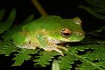 Photo of Litoria kroombitensis (Kroombit treefrog) - Hines, H.,H.B. Hines DES,2010