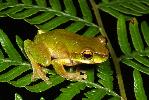 Photo of Litoria kroombitensis (Kroombit treefrog) - Hines, H.,H.B. Hines DES,2010