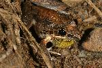 Photo of Litoria latopalmata (broad palmed rocketfrog) - Hines, H.,H.B. Hines DES,2005
