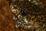 Photo of Litoria nannotis (waterfall frog) - Hines, H.,H.B. Hines DES,2004