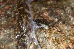 Photo of Litoria nannotis (waterfall frog) - Hines, H.,H.B. Hines DES,2004