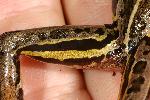 Photo of Litoria nasuta (striped rocketfrog) - Hines, H.,H.B. Hines DES,2007