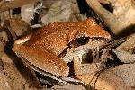 Photo of Litoria nigrofrenata (tawny rocketfrog) - Hines, H.,H.B. Hines DES,2005
