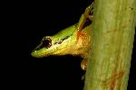 Photo of Litoria olongburensis (wallum sedgefrog) - Hines, H.,H.B. Hines DES,2009