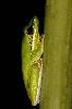 Photo of Litoria olongburensis (wallum sedgefrog) - Hines, H.,H.B. Hines DES,2009