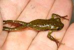 Photo of Litoria pearsoniana (cascade treefrog) - Hines, H.,H.B. Hines DES,2011