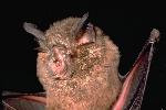 Photo of Rhinolophus megaphyllus (eastern horseshoe-bat) - Gynther, I.,DEHP,1993