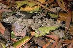 Photo of Saltuarius swaini (southern leaf-tailed gecko) - Gynther, I.,DEHP,1995
