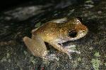 Photo of Litoria rheocola (common mistfrog) - Hines, H.,H.B. Hines DES,2005
