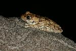 Photo of Litoria rothii (northern laughing treefrog) - Hines, H.,H.B. Hines DES,2005