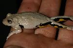 Photo of Litoria rothii (northern laughing treefrog) - Hines, H.,H.B. Hines DES,2005