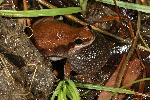 Photo of Litoria rubella (ruddy treefrog) - Hines, H.,H.B. Hines DES,2006
